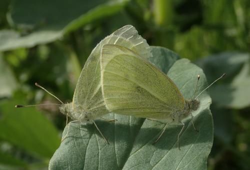 Réf. 280 650 : Pieris rapae